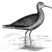 Eskimo Curlew